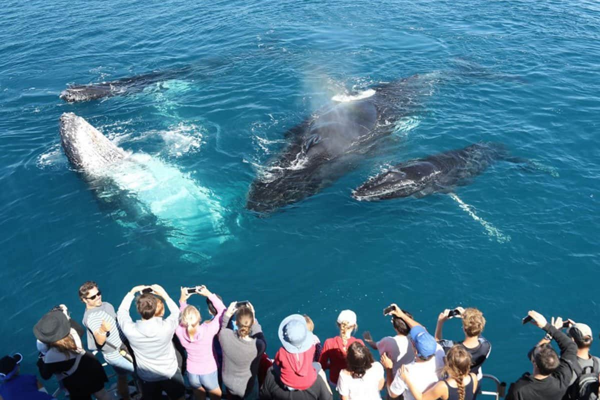Whale Watching-Mirissa